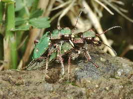 Le Tavole del Forum. Tav. I   Col. Carabidae Cicindelinae